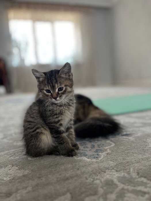 Игрывие котята в добрые руки