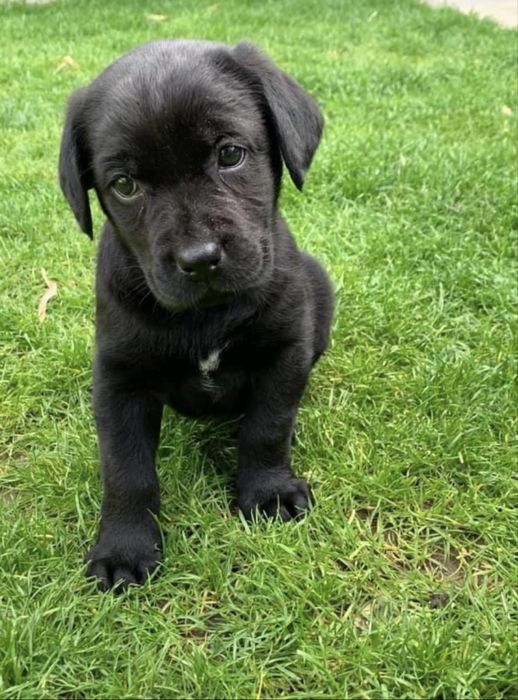 Labrador retriever