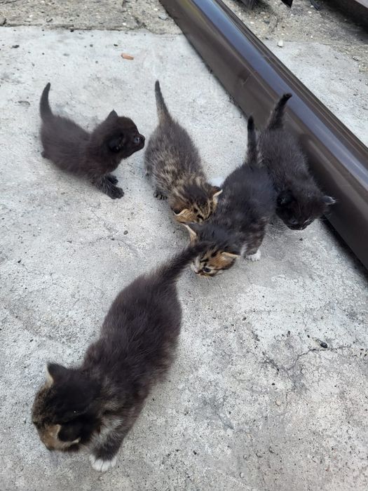 Котята, мама британская