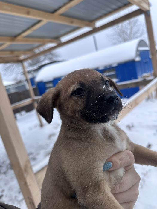 Отдам щенков Стаффорд