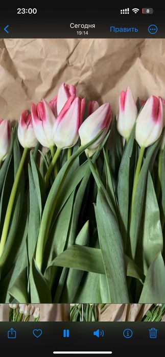 Тюльпаны оптом к 8 марта от 420 тенге