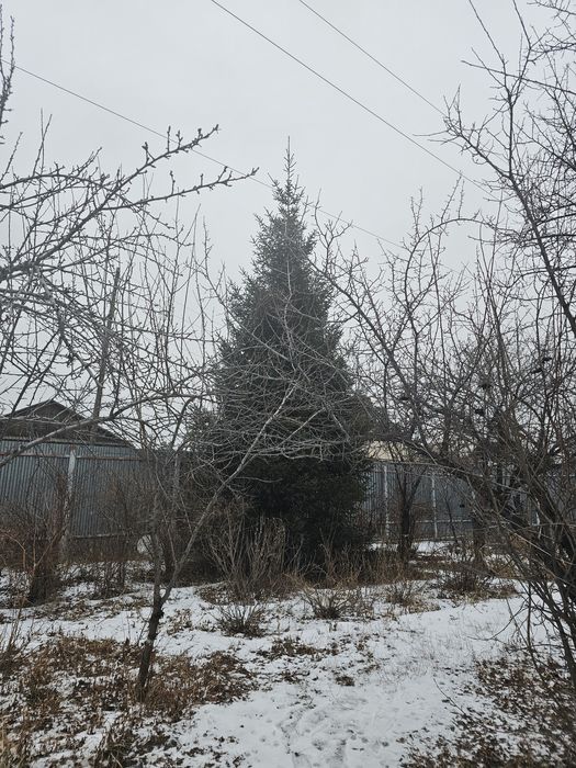 Продажа живой ёлки