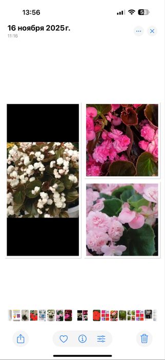 Продам комнатные цветы бегонии