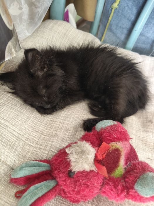 Котенок девочка ищет дом и любящих хозяев