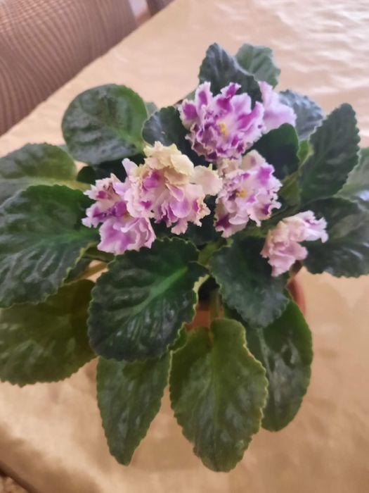 Комнатные цветы .