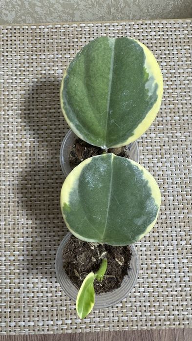 Хойя Пахиклада Альба