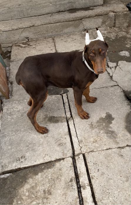 Продаю щенка добермана