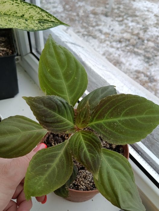 Комнатные растения