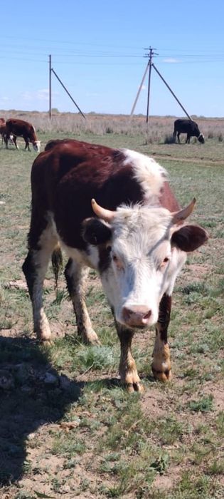 2 годовая тёлка срочно