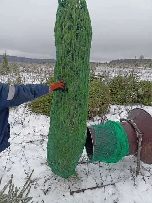 Сосны ,ели, пихты