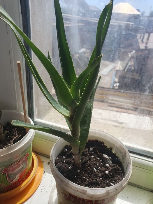 Продам алоэ лечебное