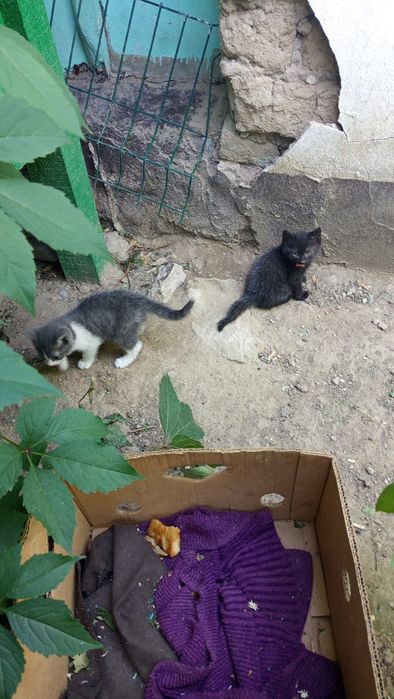 Отдам котят бесплатно