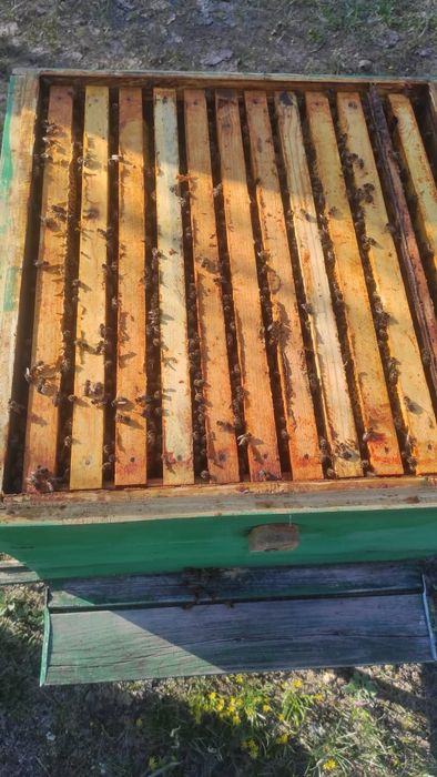 Пчелы, Пчелосемьи