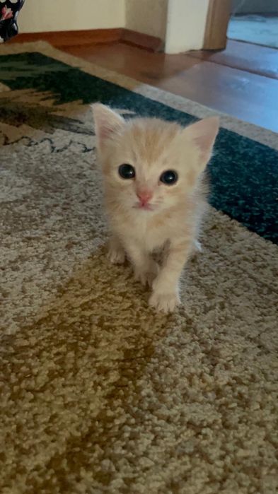 отдам котенка в добрые руки