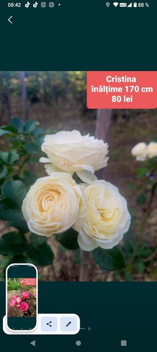 Trandafiri pe picior