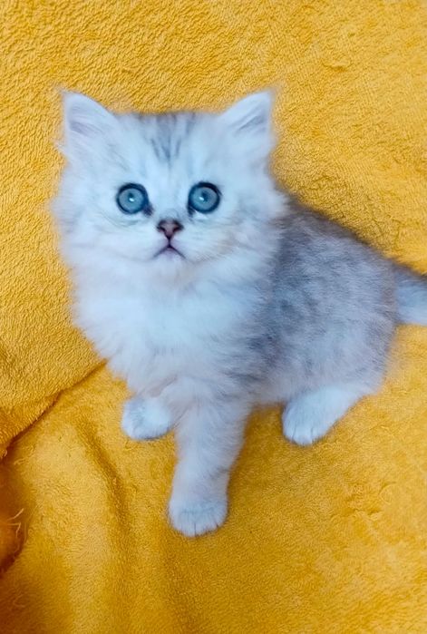 ШотЛандСкие КотЯта -