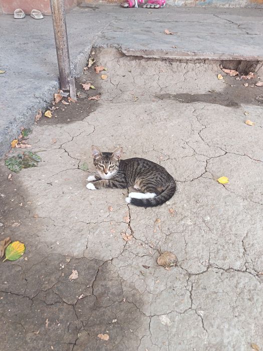 Кошек отдам даром