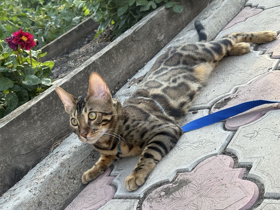 Бенгальский кот шикарный