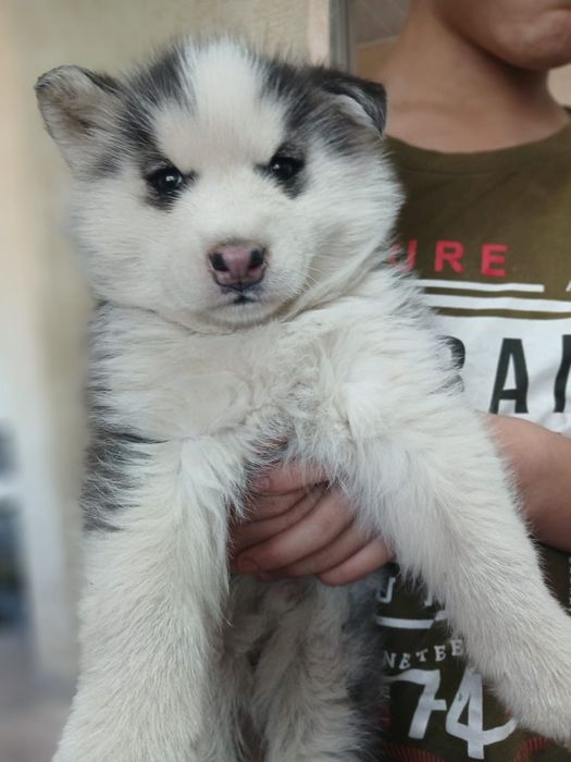 Продам щенка хаски