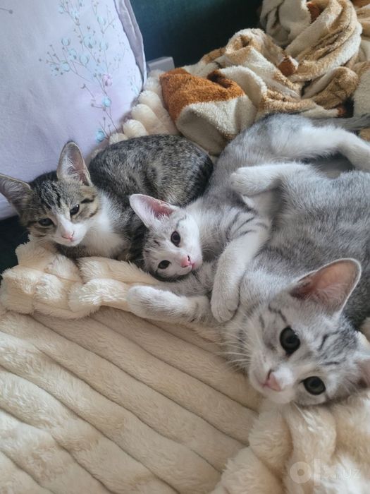 Мушик боллари Котята