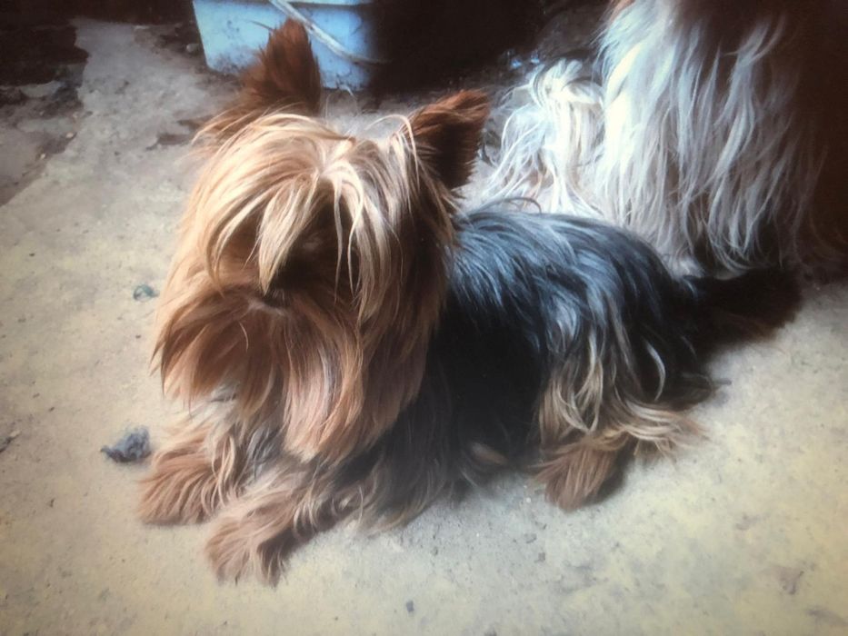 Yorkshire terrier mini toy