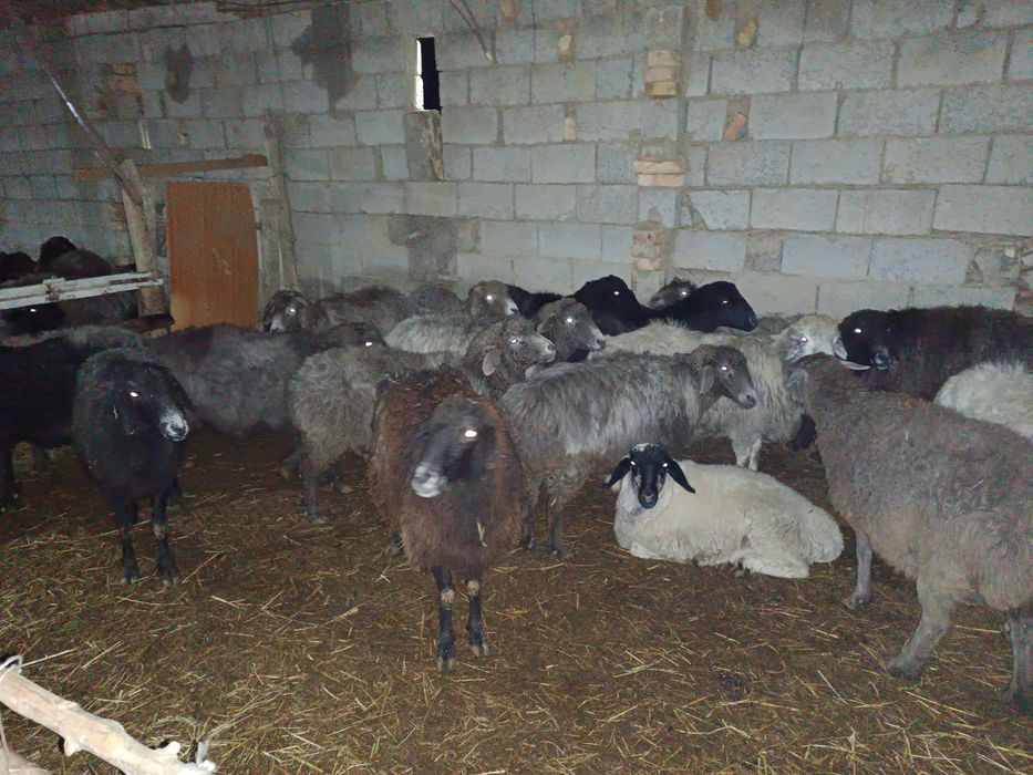 Семиз қўй, эчки ва улоқлар сотилади