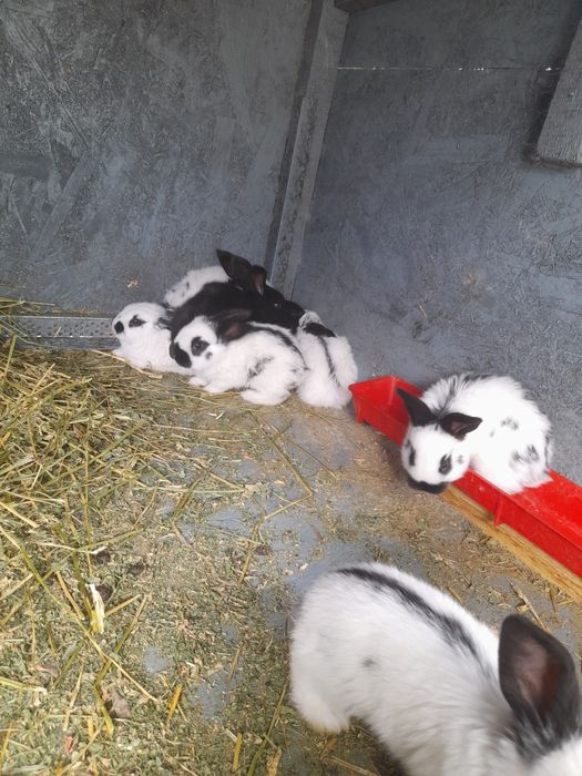 Disponibili puiu de fluture german și o femela janes de 3.5 luni