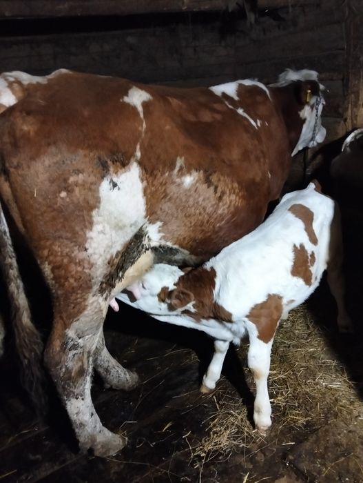 Vând vacă cu vițel, a treia fătare.