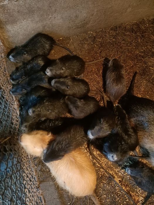 В продаже нутрята