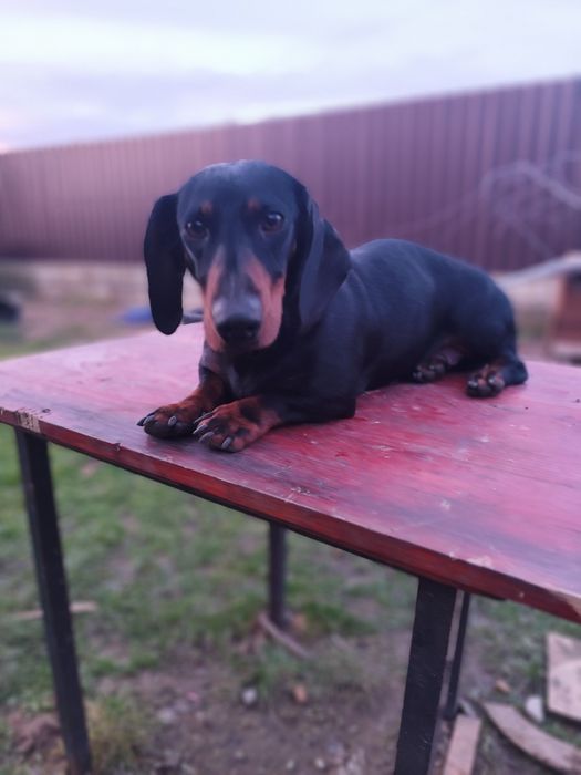 Mascul și femelă Teckel standard