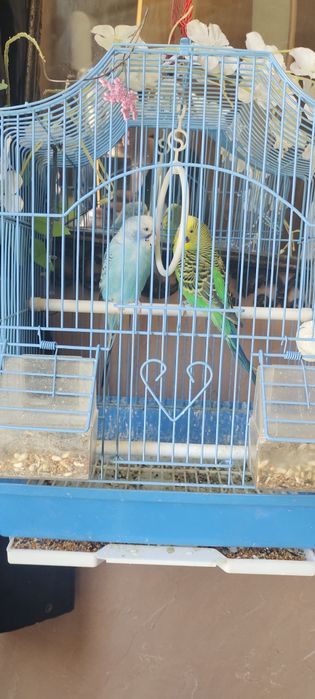 Животные птицы папугай