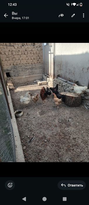 тауықтар сатылад