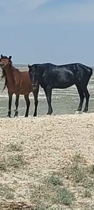 Жылқы сатылады екі   құлынды бие