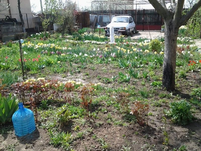 Teren de casa Frumușani