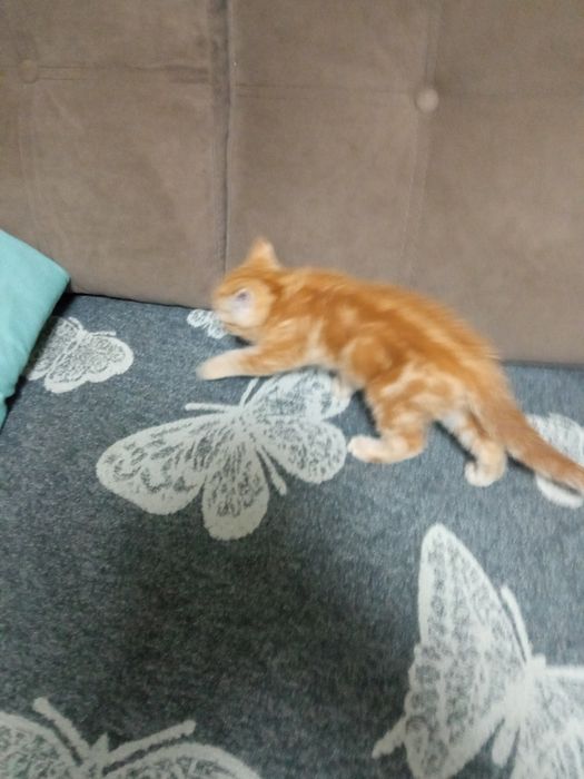 Продам британскую кошечку