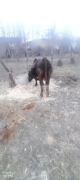 Bugoz 7 oylik soglom