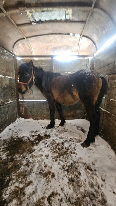 Продам кунан продам кунан