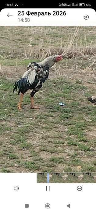 Сатлады срочнаа.