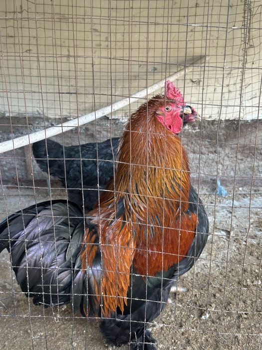 Qora tovuq va xoroz sotiladi