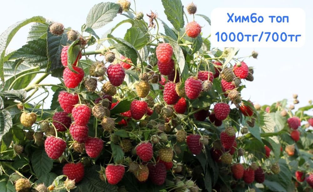 Саженцы малины ремонтантных сортов