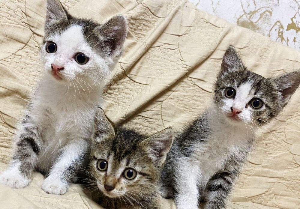 Отдам котят две  девочек