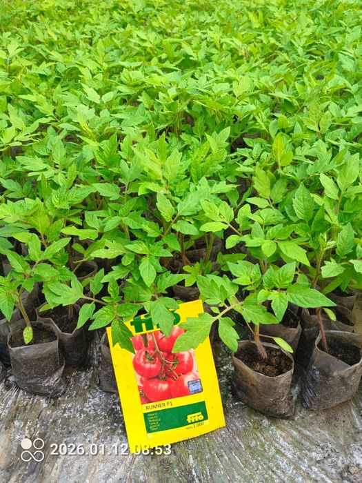 Помидор кучатларни теплица учун