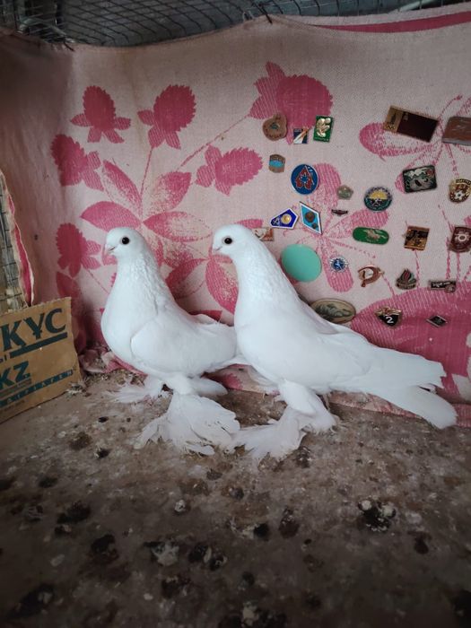 Продам голубей пара