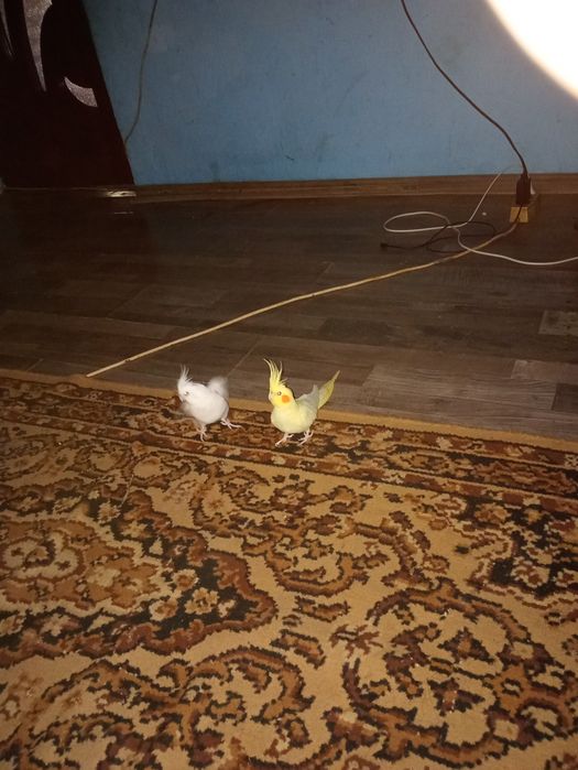 Disponibila pereche de nimfe Cujmir Mehedinți