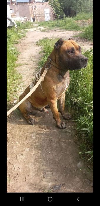 Собака Пидбул aqilli it