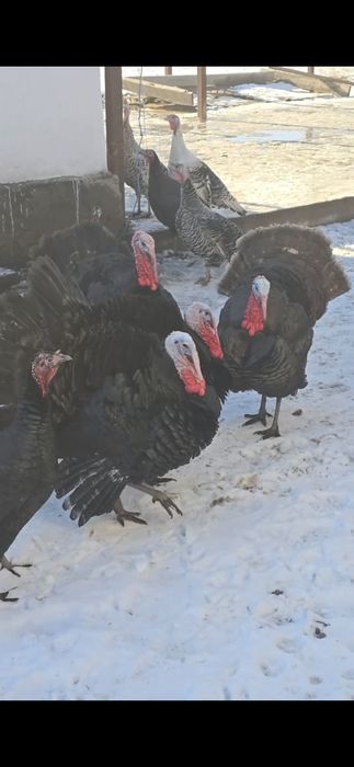 Порода чёрный принц