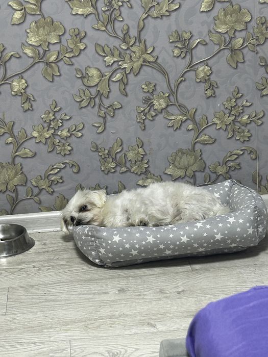 Продается болонка