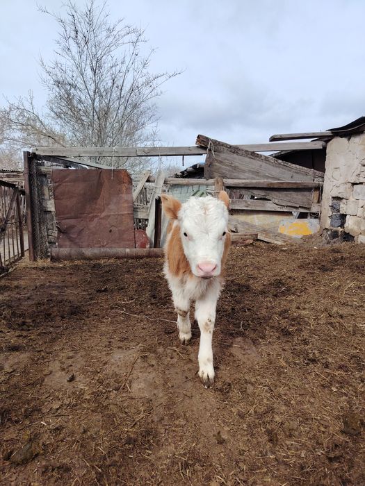 Продам    бычка.