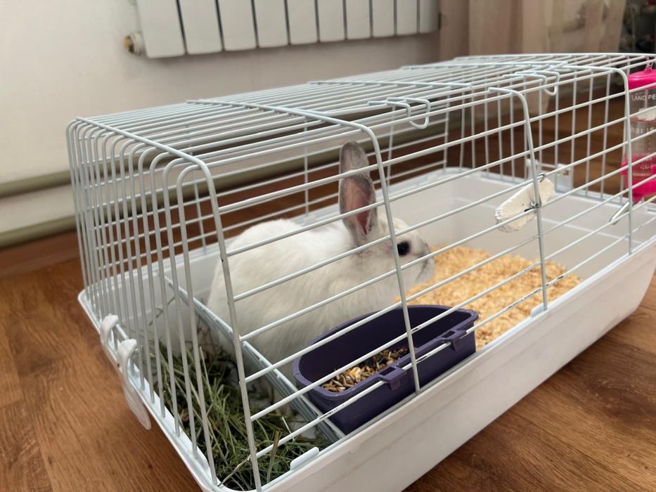 Животное кролик карликовый