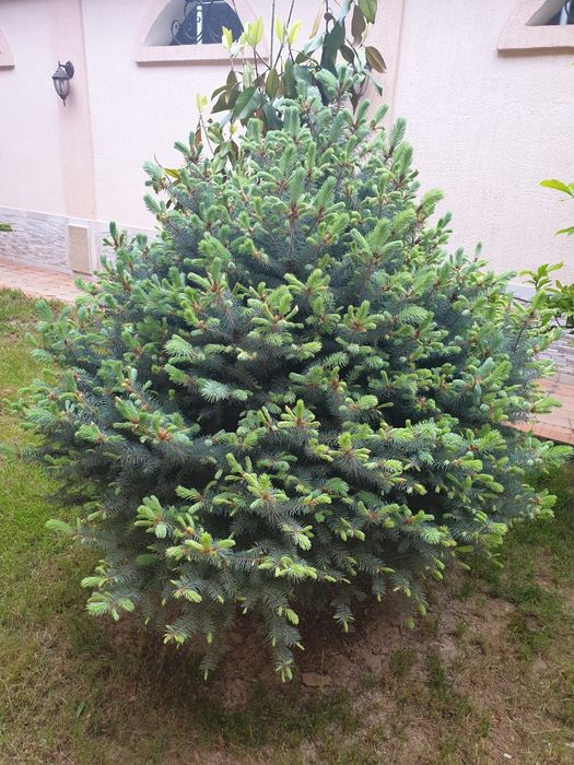Срочно продам голубой елЬ "Picea pungens glauca Glabosa" Белгийский